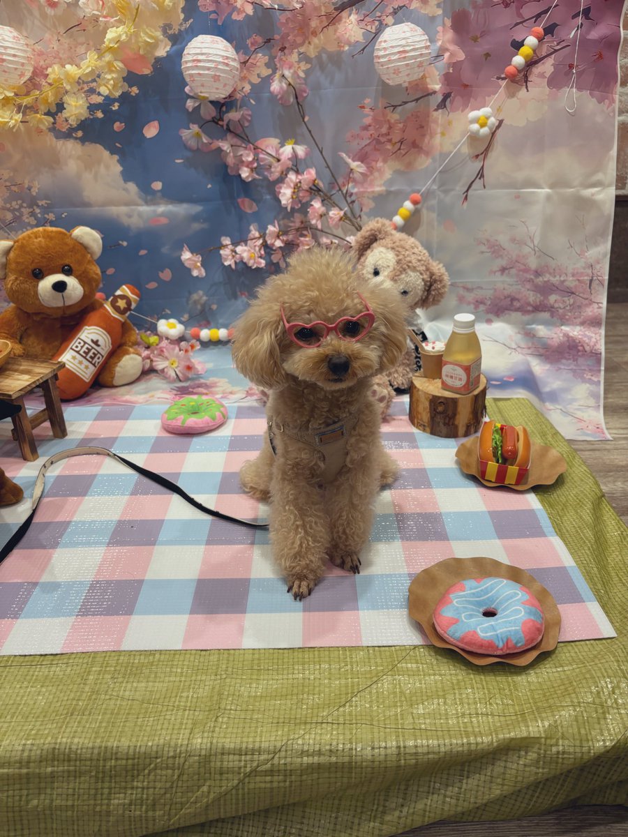 トイプードルのからあげちゃん tweet media