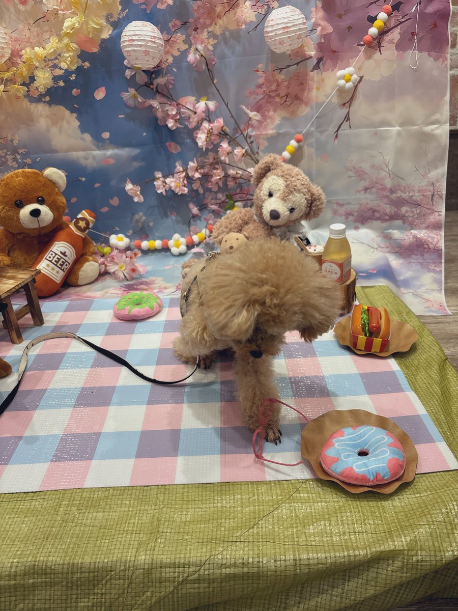 トイプードルのからあげちゃん tweet media