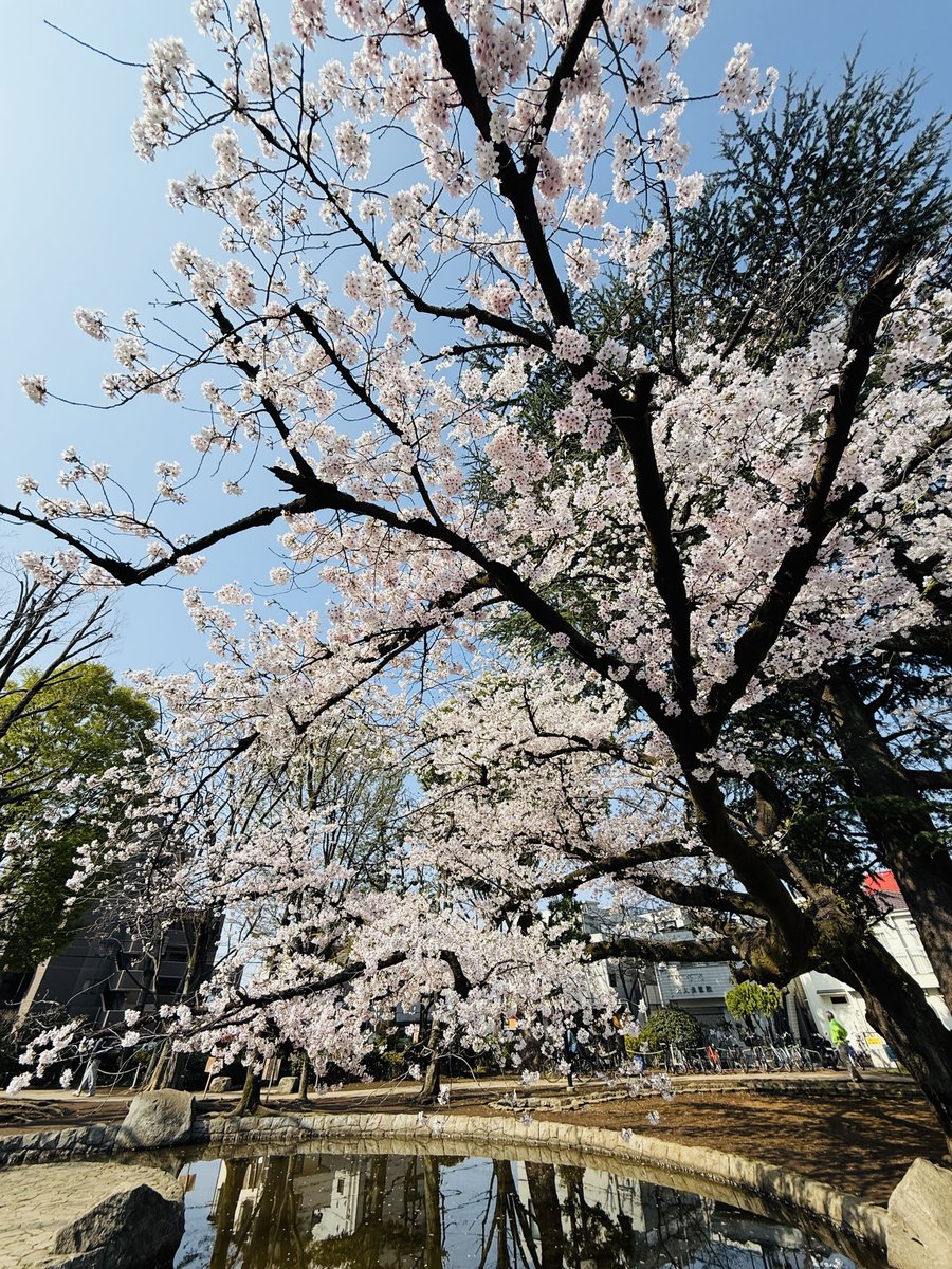 3月29日（日）平和公園で🌸桜まつり開催します❣️