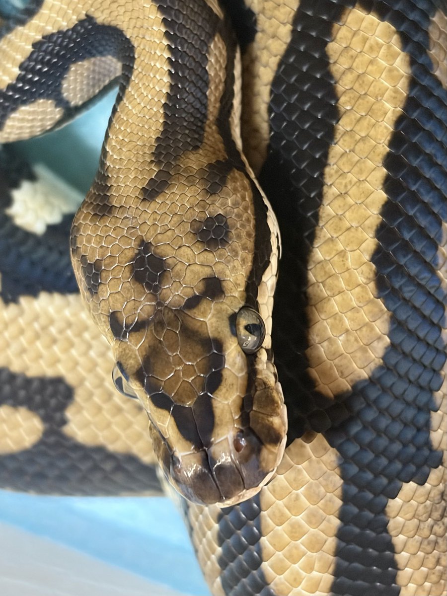 ZOyG8d7FKAYut2f's tweet image. ヘッドスタンプがお気に入りの子達😊

#ballpythons
#ボールパイソン