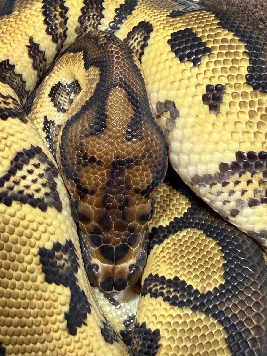 ZOyG8d7FKAYut2f's tweet image. ヘッドスタンプがお気に入りの子達😊

#ballpythons
#ボールパイソン