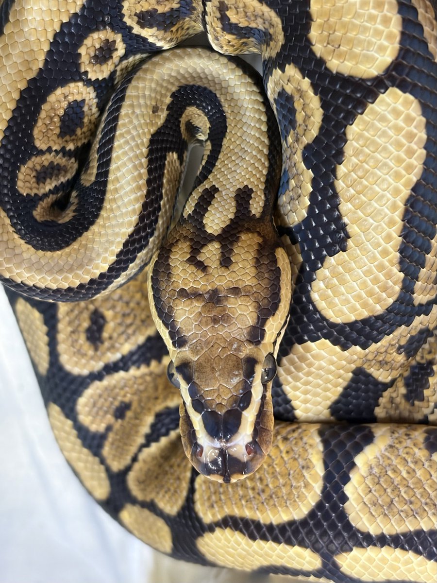 ZOyG8d7FKAYut2f's tweet image. ヘッドスタンプがお気に入りの子達😊

#ballpythons
#ボールパイソン