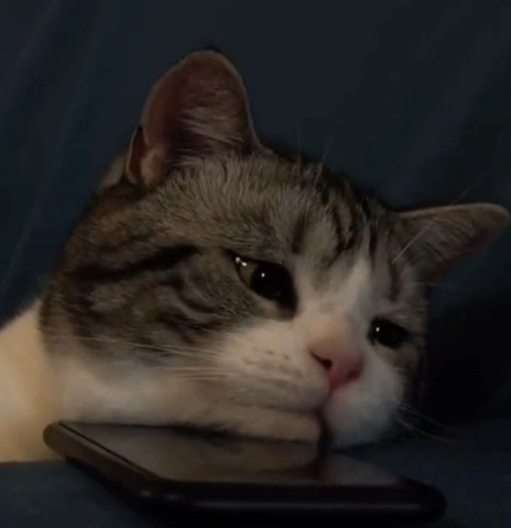 Mogän Titema 🍀 tweet media