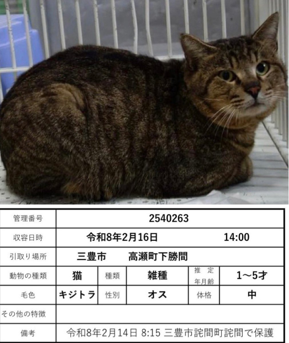 ただの猫ゃで tweet media