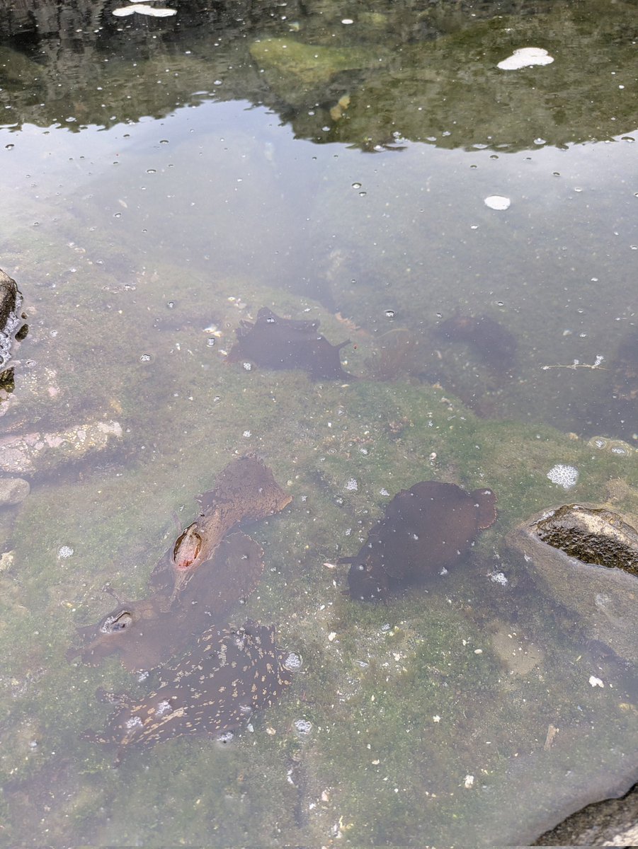 トレイ tweet media