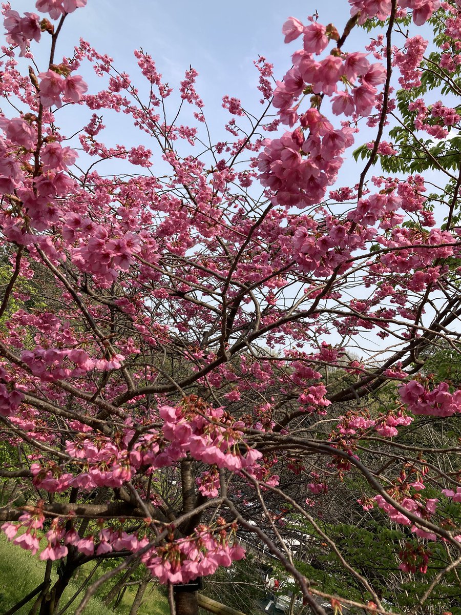 いがぐり tweet media