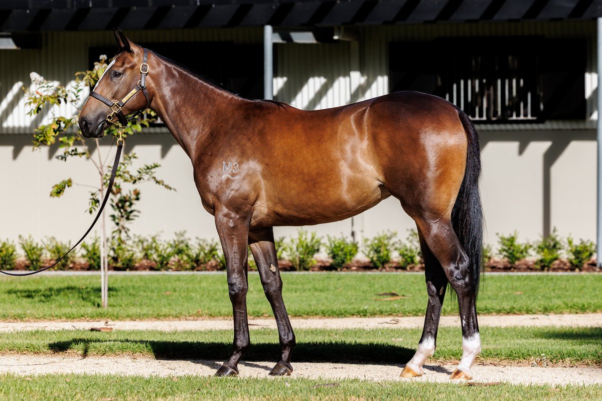 Kia Ora Stud tweet media