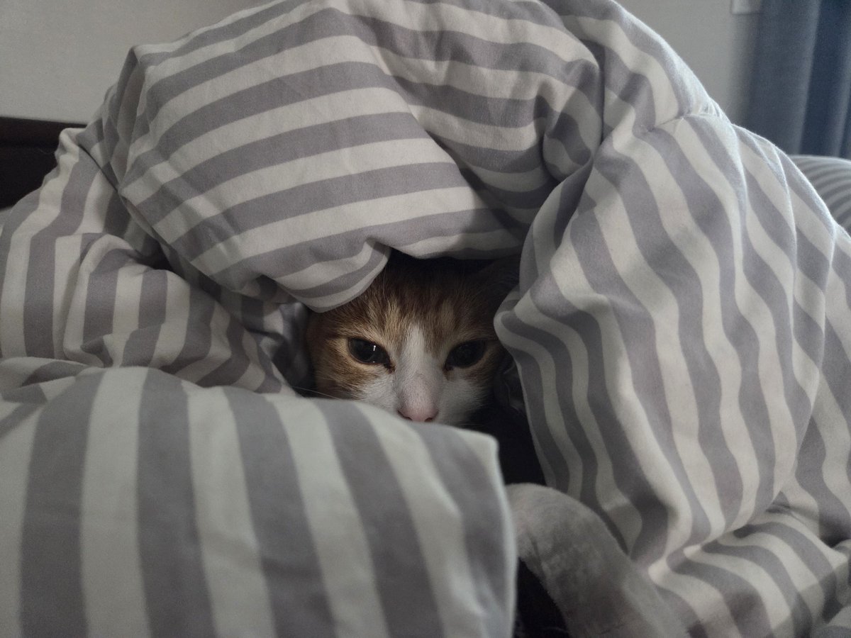 오란다요 tweet media