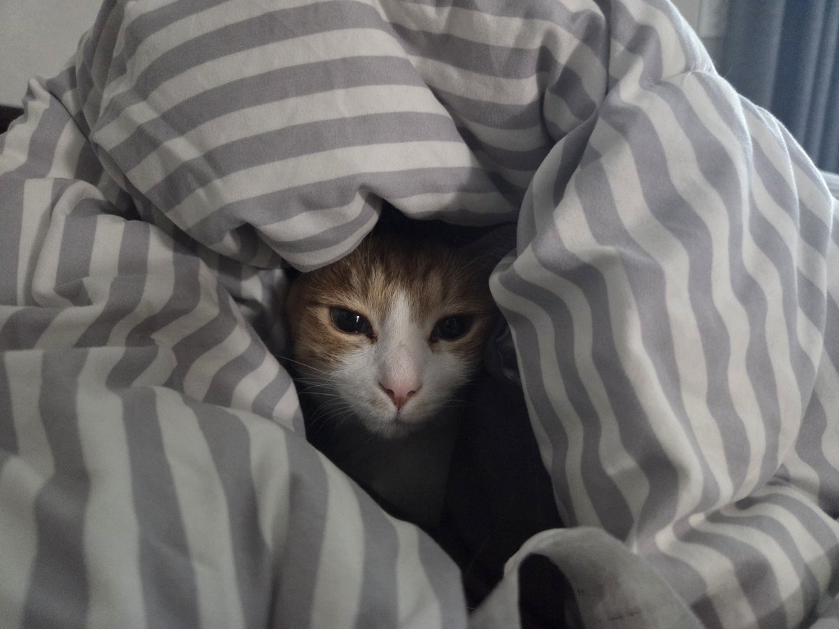 오란다요 tweet media