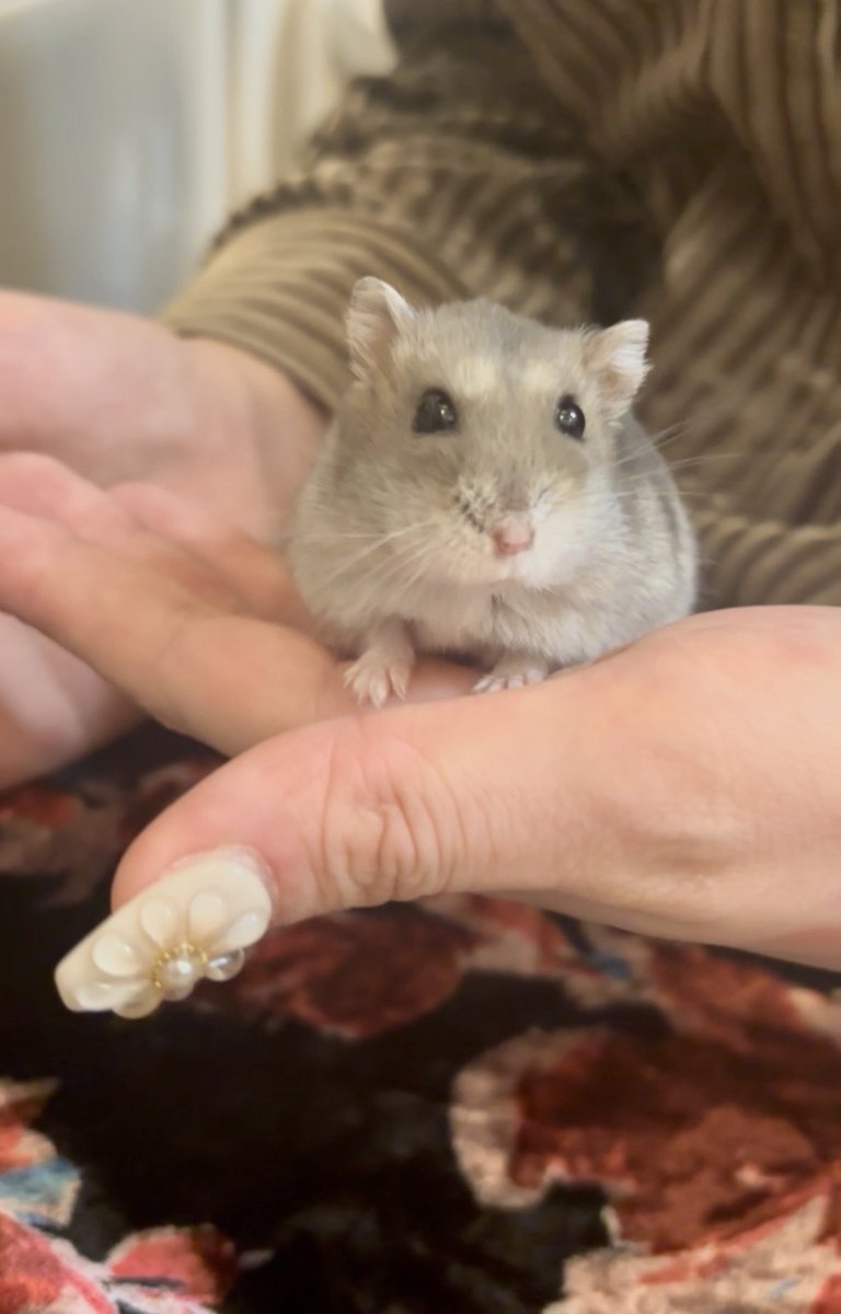 柔らかな体毛で覆われたいのちたち tweet media