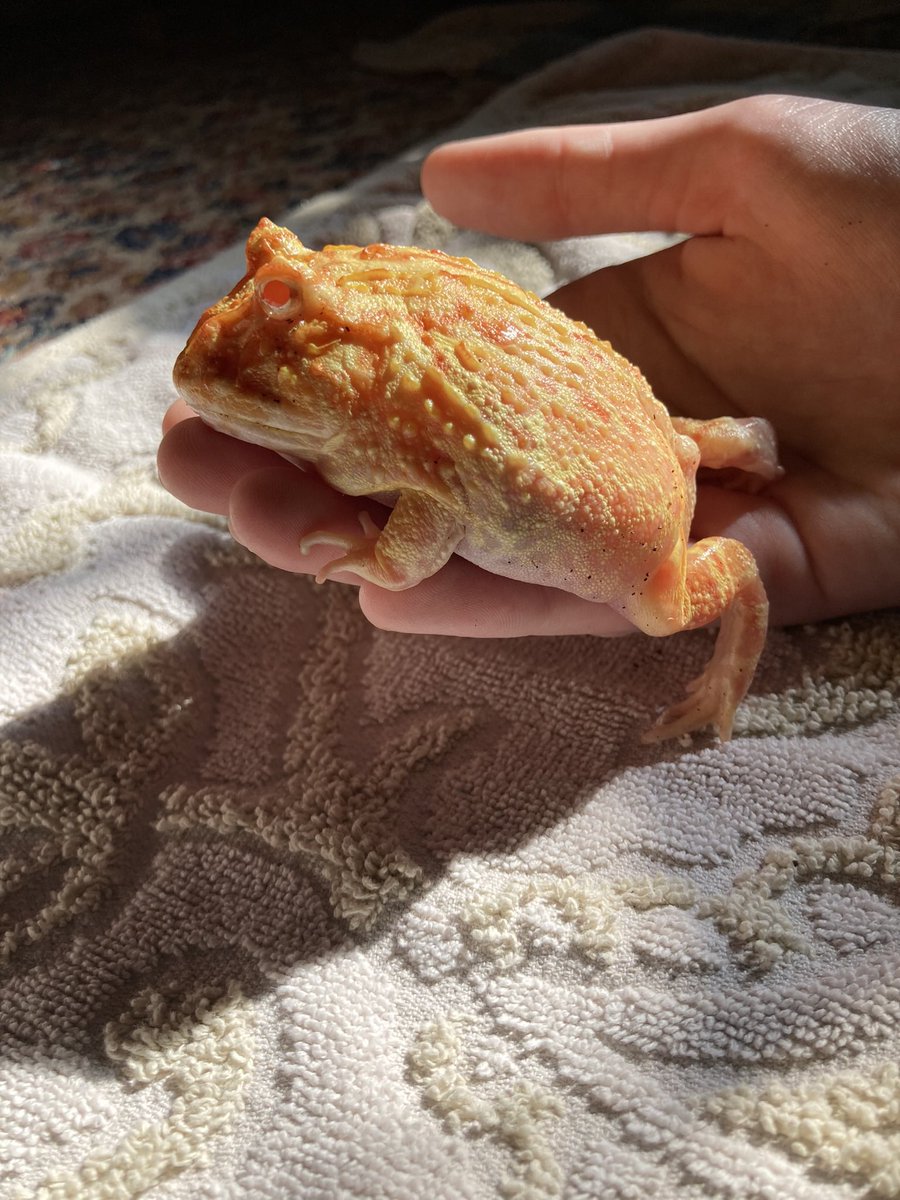 spencer 𓆟 tweet media