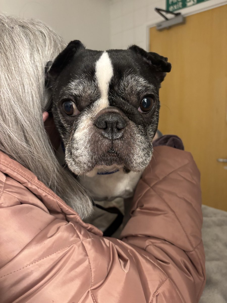 mt_sargent's tweet photo. Rip Thea, you’ve left a massive hole in my heart. I hope your running wild up over the rainbow bridge 🌈 until we meet again little angel 🕊️❤️ https://t.co/wxZ20er3MX