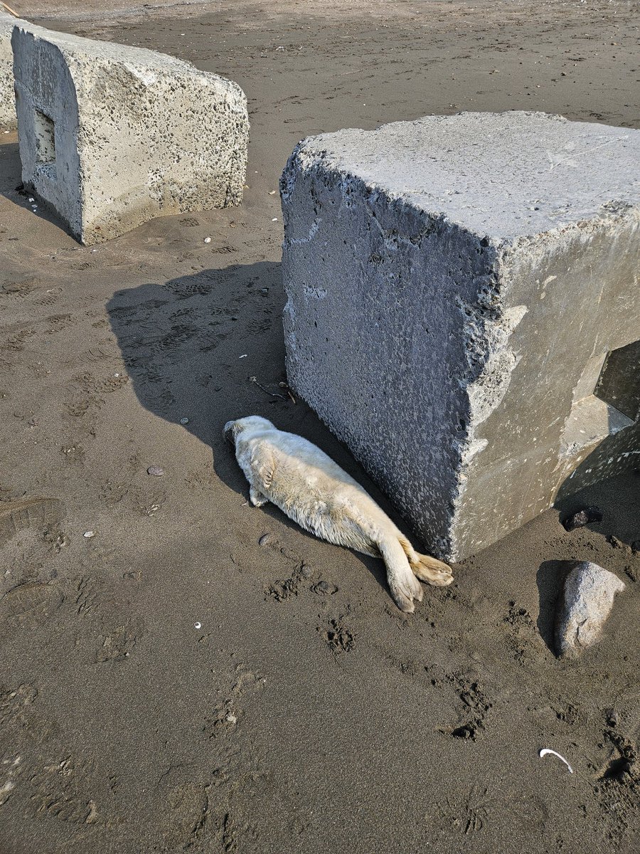 ねーこ tweet media