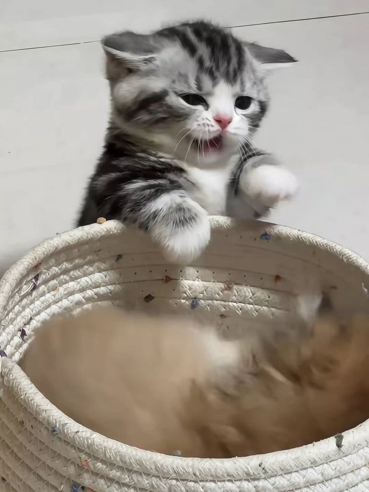 Cats all the way tweet media