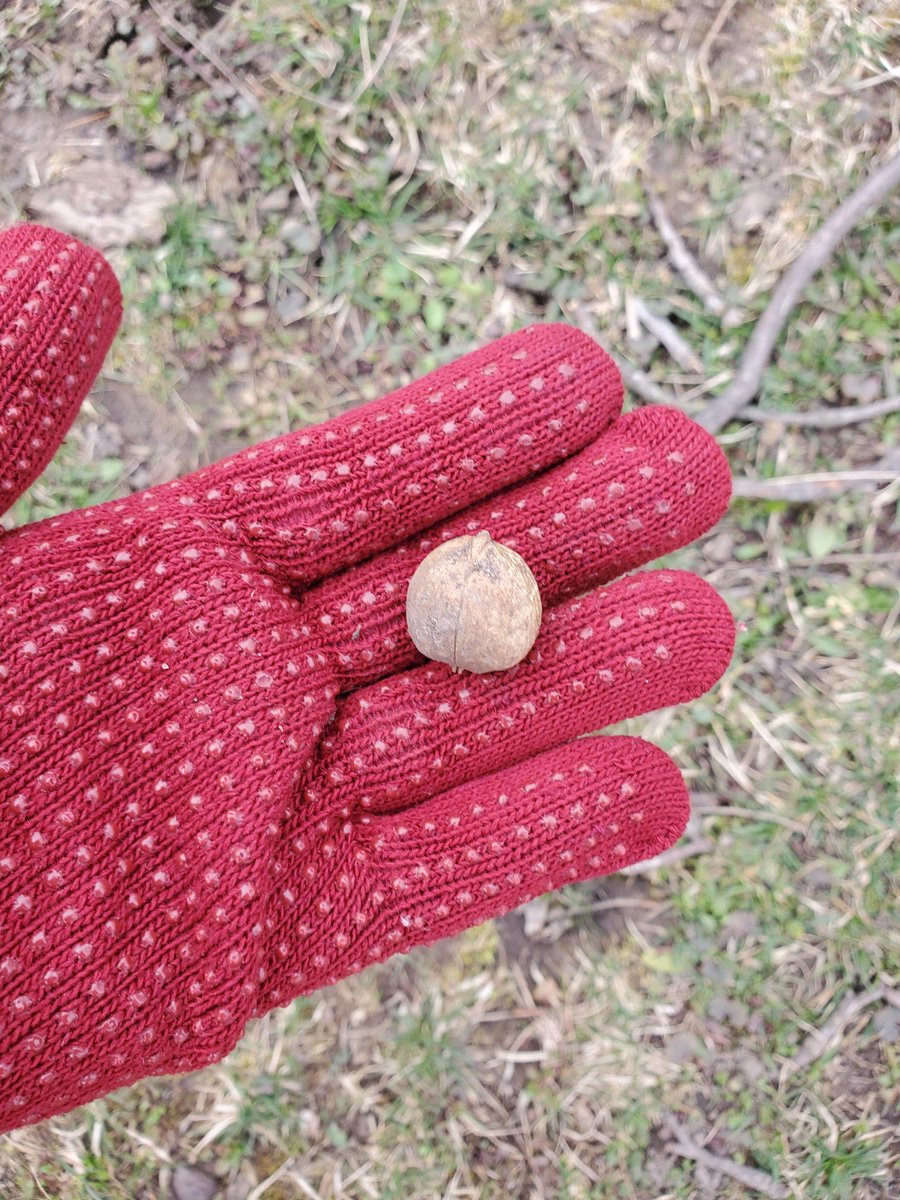 Grogda 👁️🍲 Cyclops V-tuber tweet media