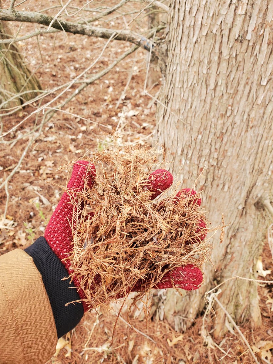 Grogda 👁️🍲 Cyclops V-tuber tweet media