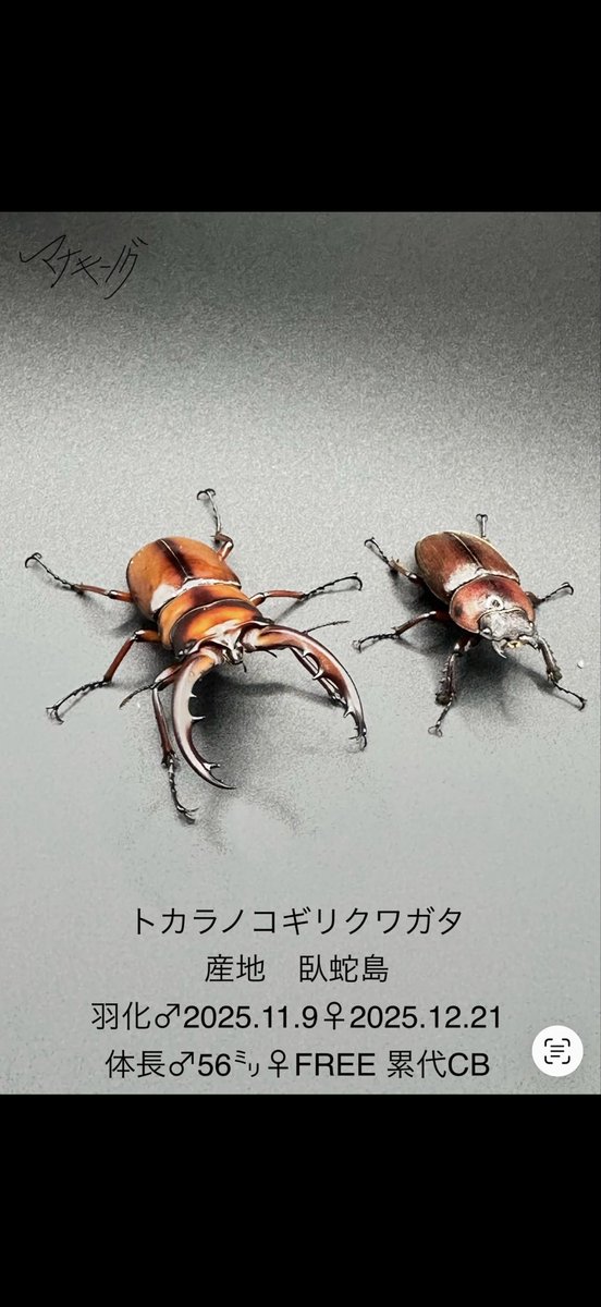 クワガタムシ冴島 tweet media