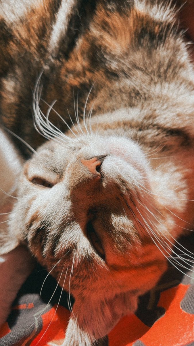 Kaiya Pelletier tweet media