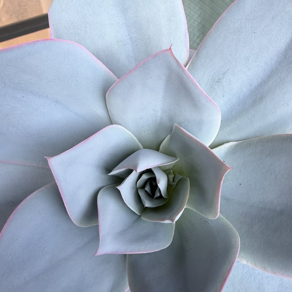 Tomgr13's tweet photo. 【エケベリア　カンテ】
カンテに花芽が👀👀
5年くらい育ててようやく😌
これは楽しみです！
#Echeveria #エケベリア　#カンテ　#多肉植物　#cante https://t.co/grOAJkVWZH