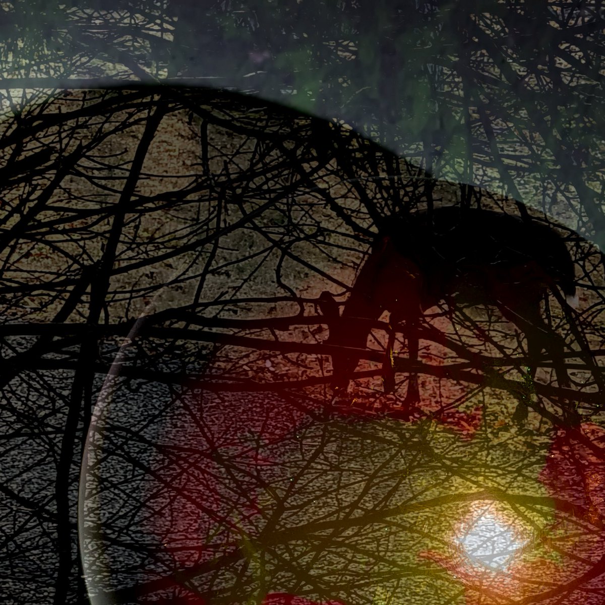 ◇◇◇◇ tweet media