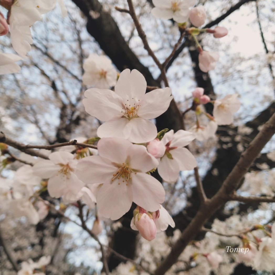 とめぴぃ tweet media