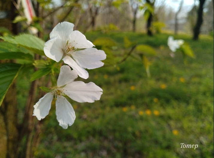 とめぴぃ tweet media