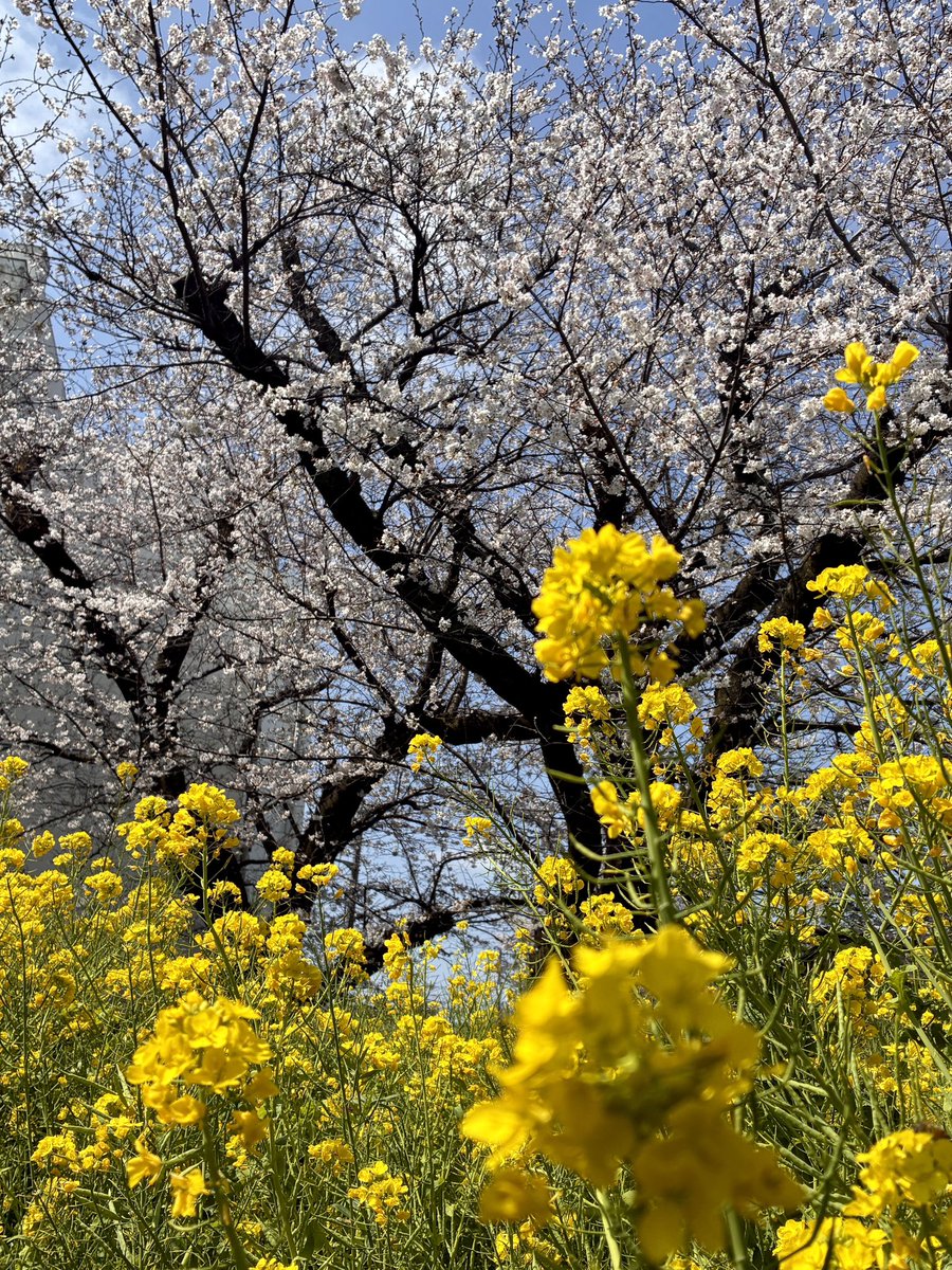 ものすごい量の花、散歩日和の週末◎