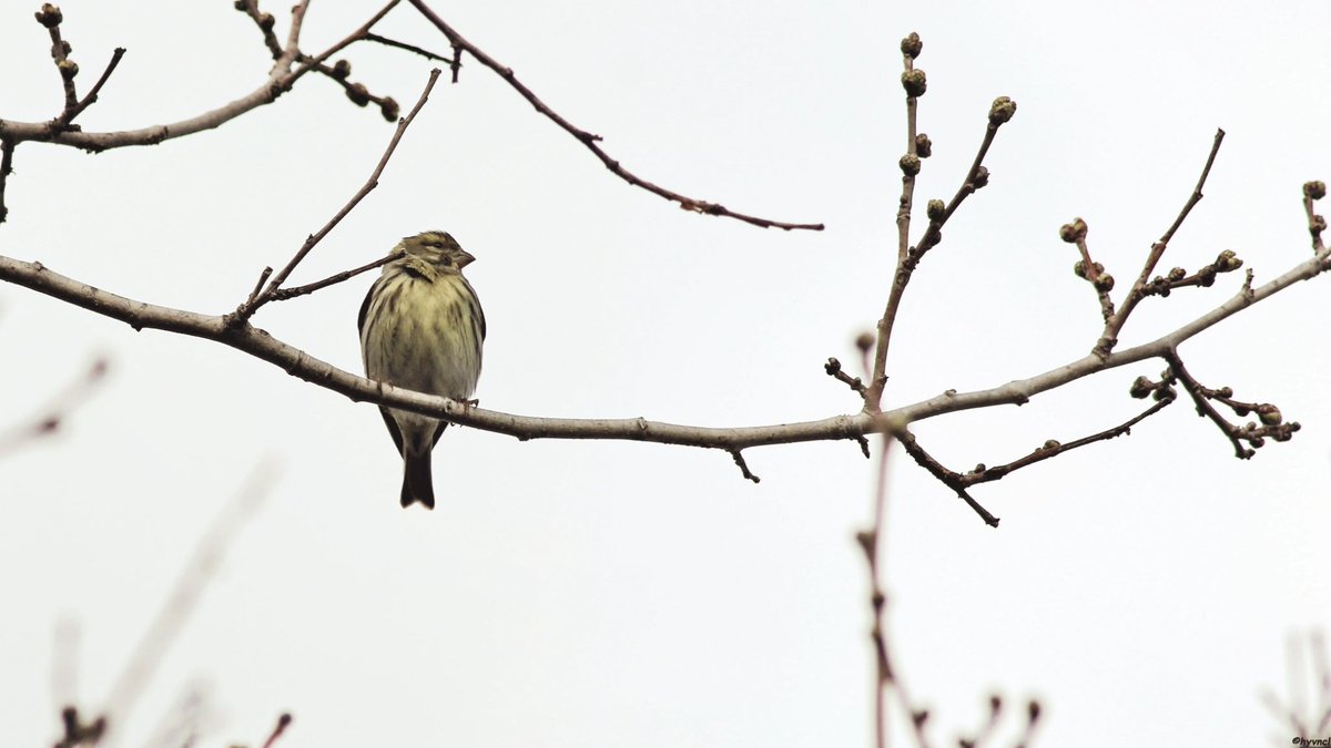 OzgunSozuer's tweet photo. https://t.co/gMa9uqsGIV
European Serin | Serinus serinus | KÜÇÜK İSKETE
#europeanserin #serinusserinus #verdecillo #susamcık #serin #hatuncuk #16x9_birds #pajareo #BirdsOfX #birdyourworld #500pxrtg #ThePhotoHour #dailyphoto #PintoFotografia #hayvanmanzaraları #animalscape https://t.co/0kvinbFygF