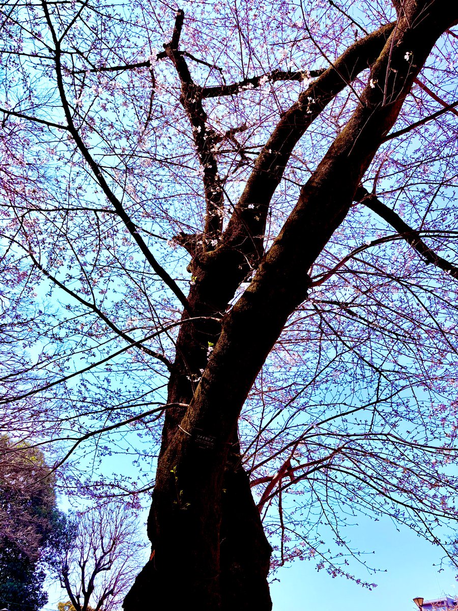 豚山ライフ tweet media