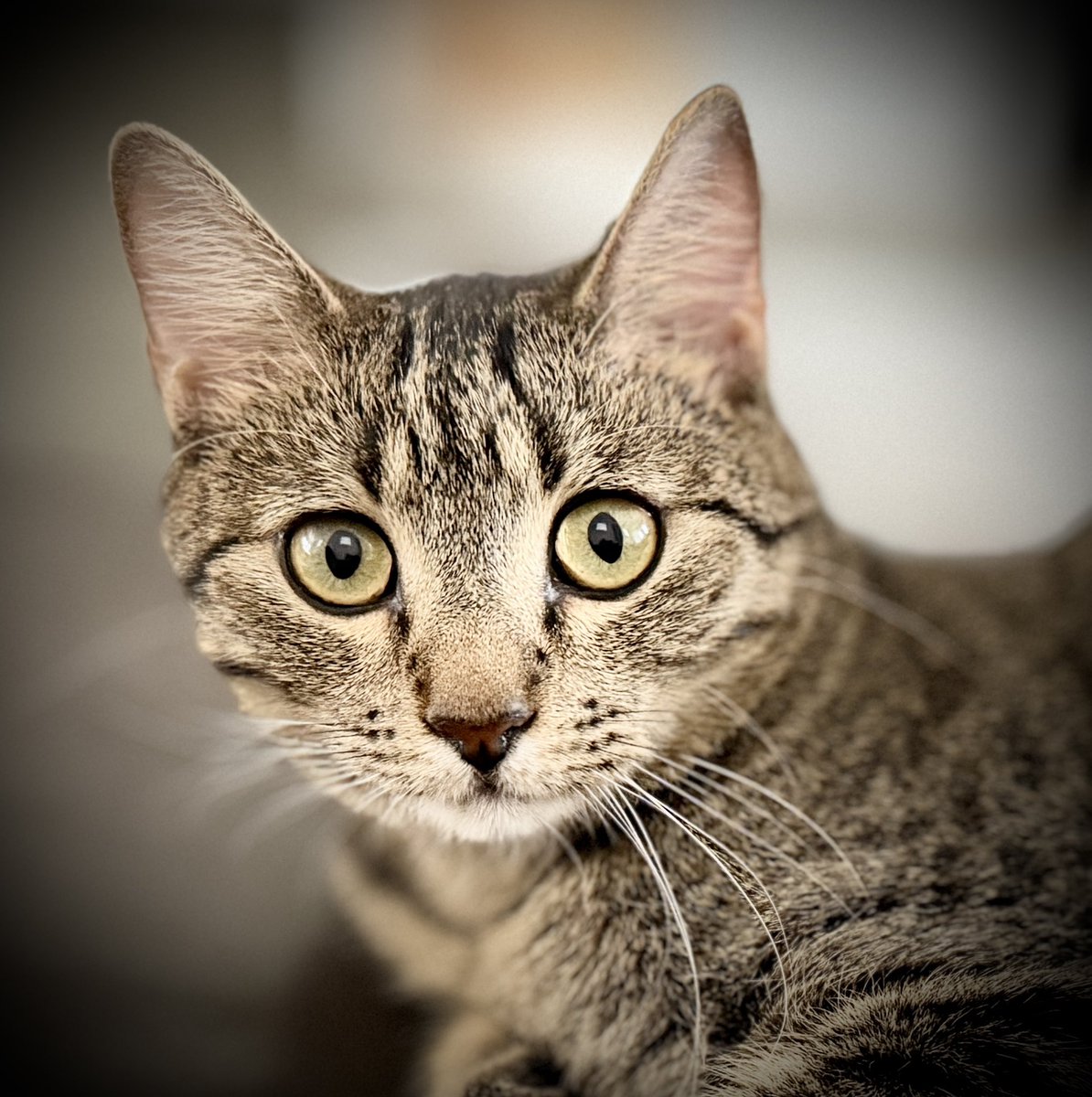 Jay Lehman ☘️ tweet media