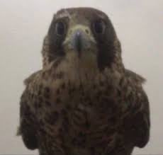 # مطرقة|كلية الحقوق ⚖︎ tweet media