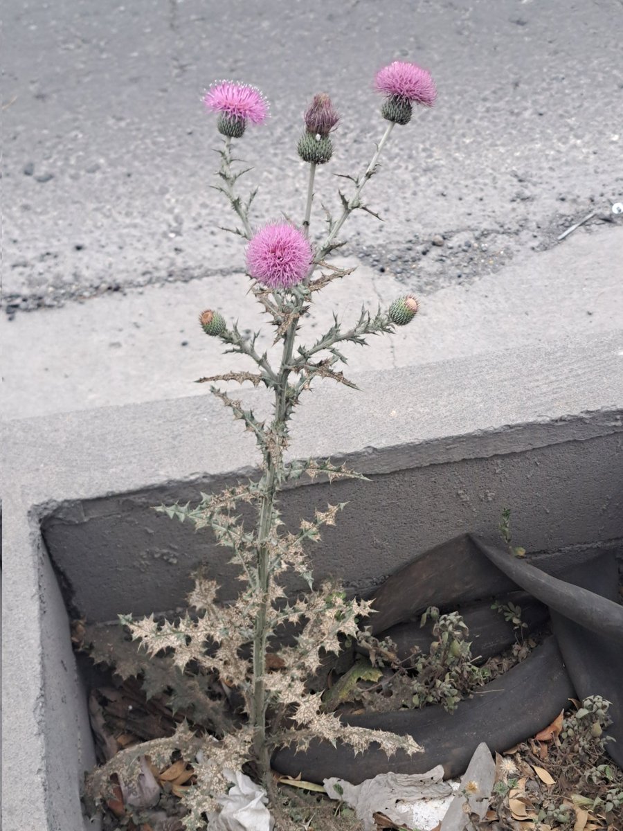 Khaos kore tweet media