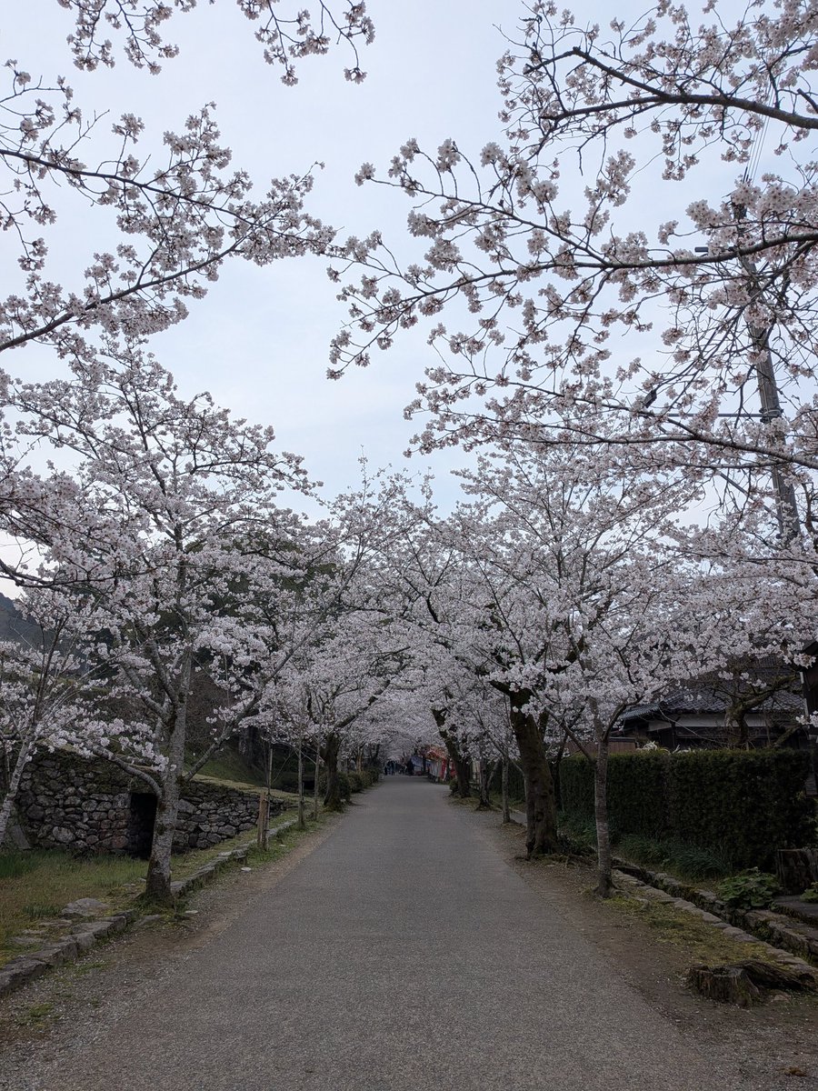 ちょーたい3/28ずとまよ福岡 tweet media