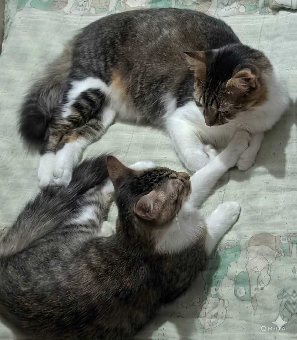 Fundación De Gatitos tweet media