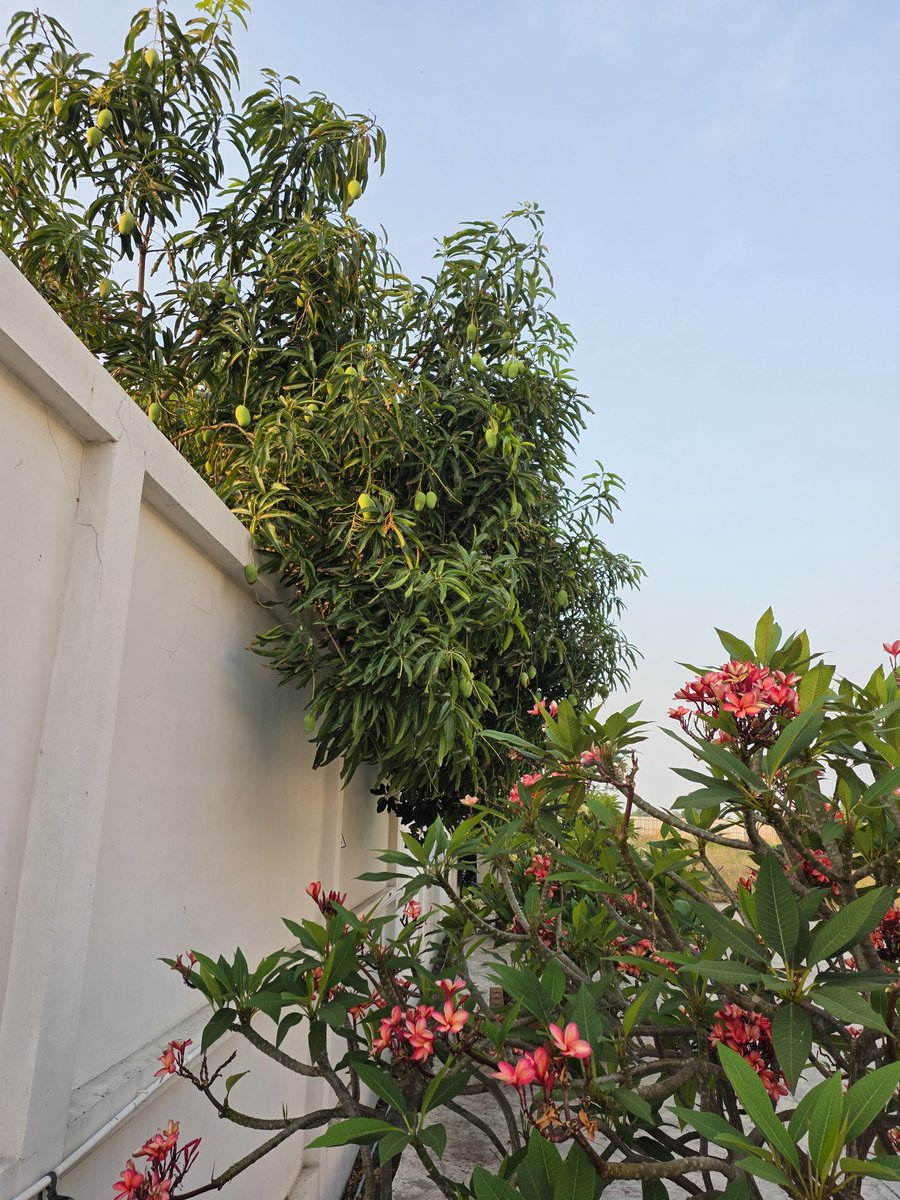 Surrendered_Bear tweet media