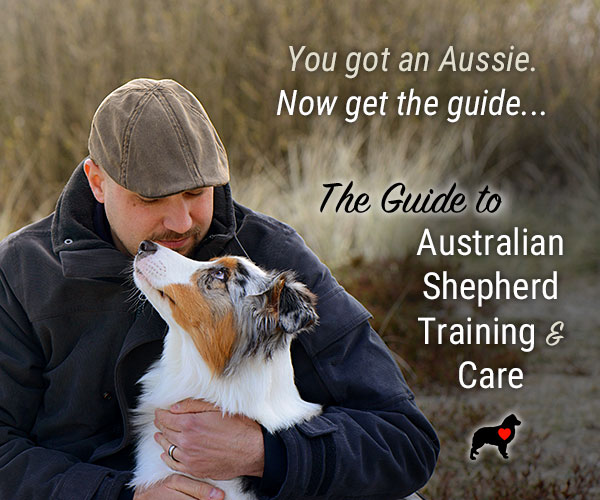 Australian Shepherd Lovers tweet media