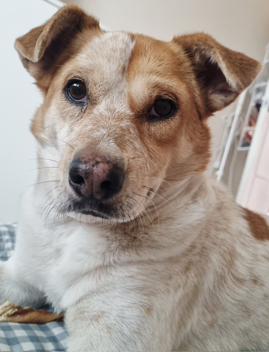 가족찾는마일로🐶 tweet media