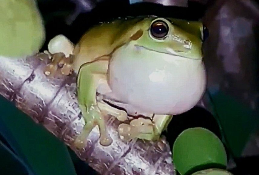 Silly Possum tweet media