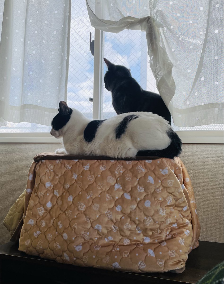 みつおとふう tweet media