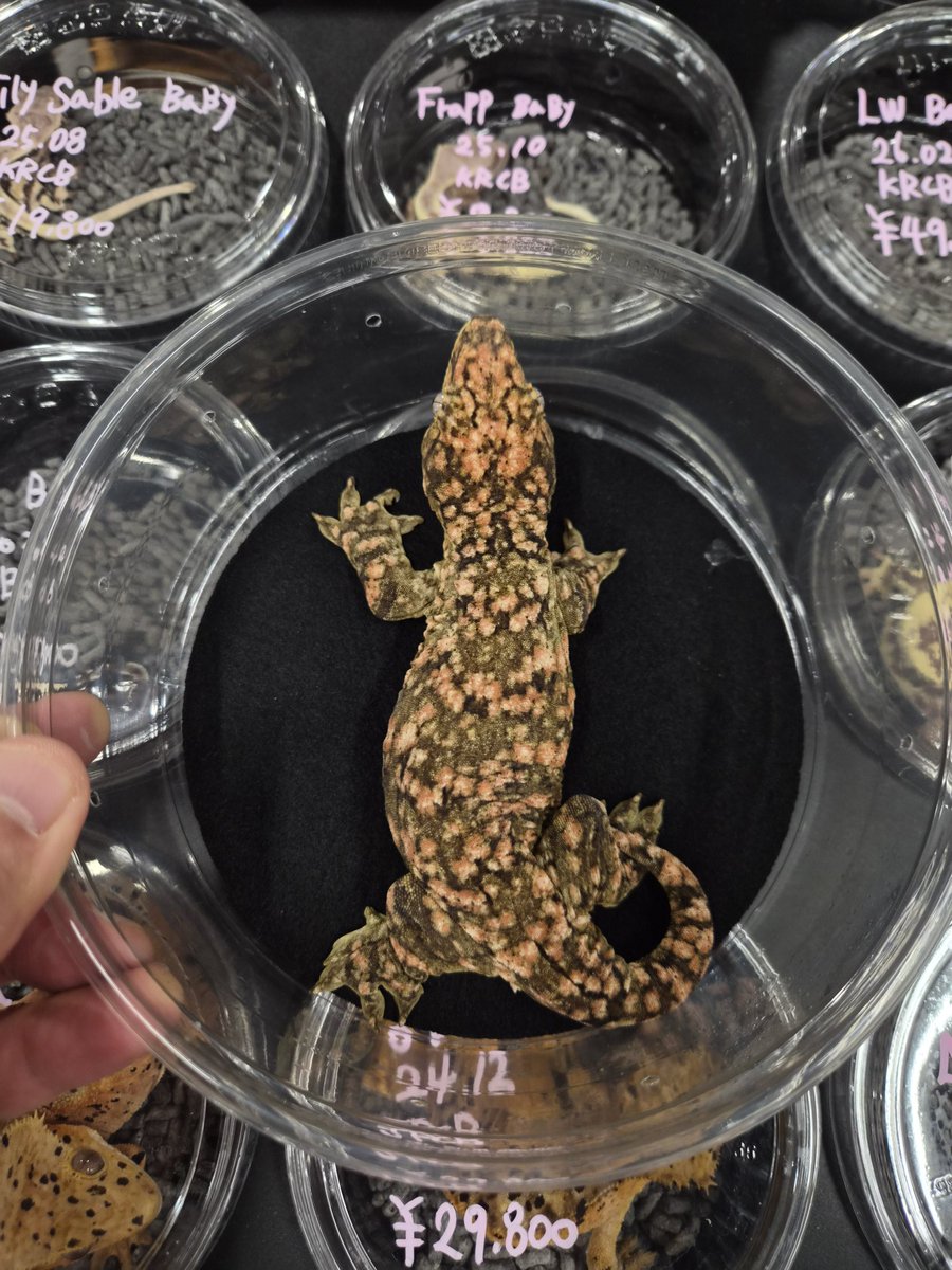 USSI_OSAKA tweet media