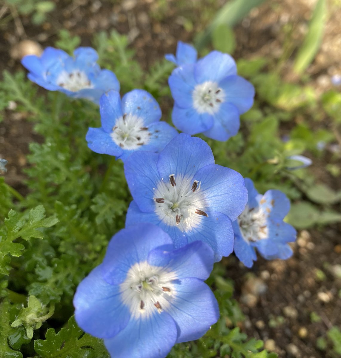 🐈‍⬛ぶん🐈 tweet media