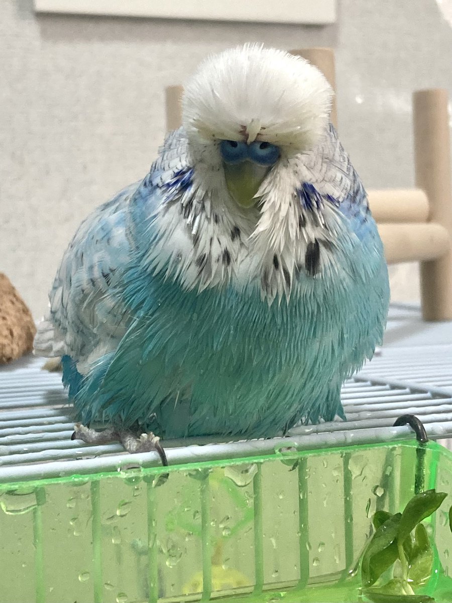 noritama tweet media