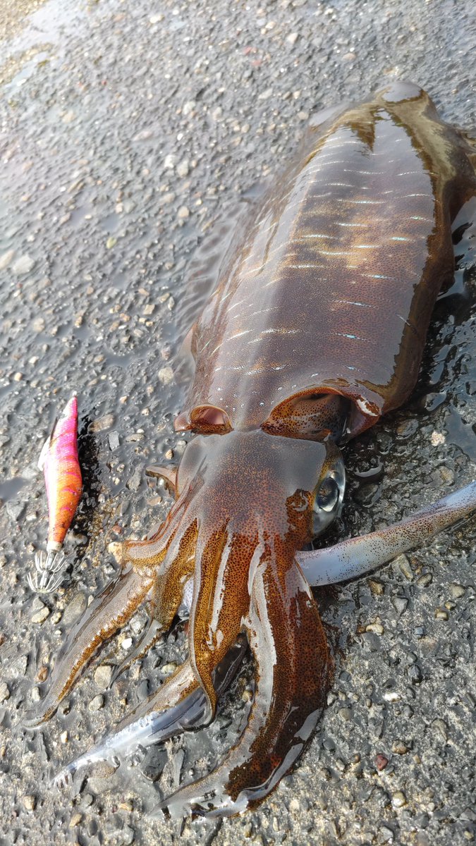 かわさん🌾 tweet media