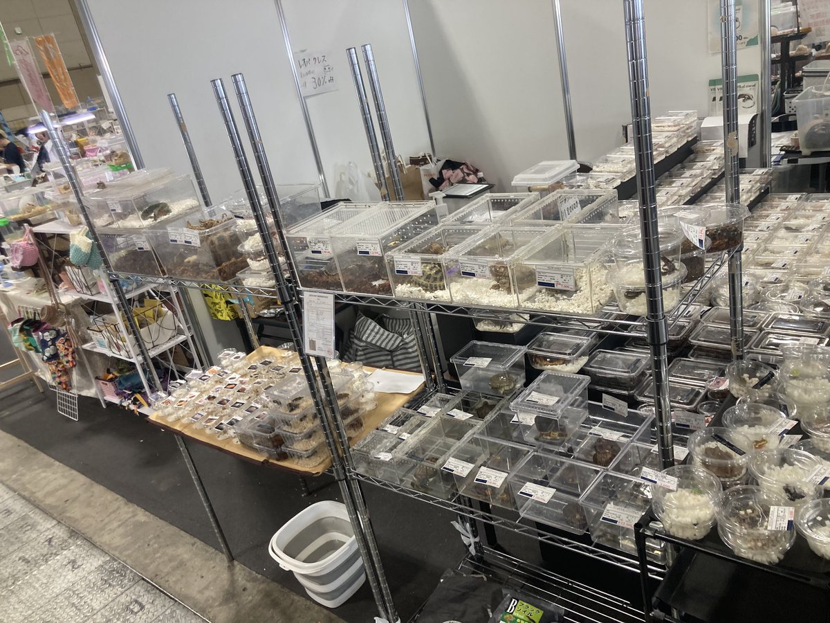 Bug Bug bugs■3/28、29 ナゴレプ tweet media