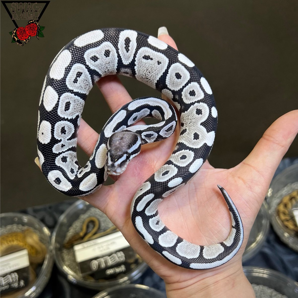 SWAG Baller tweet media