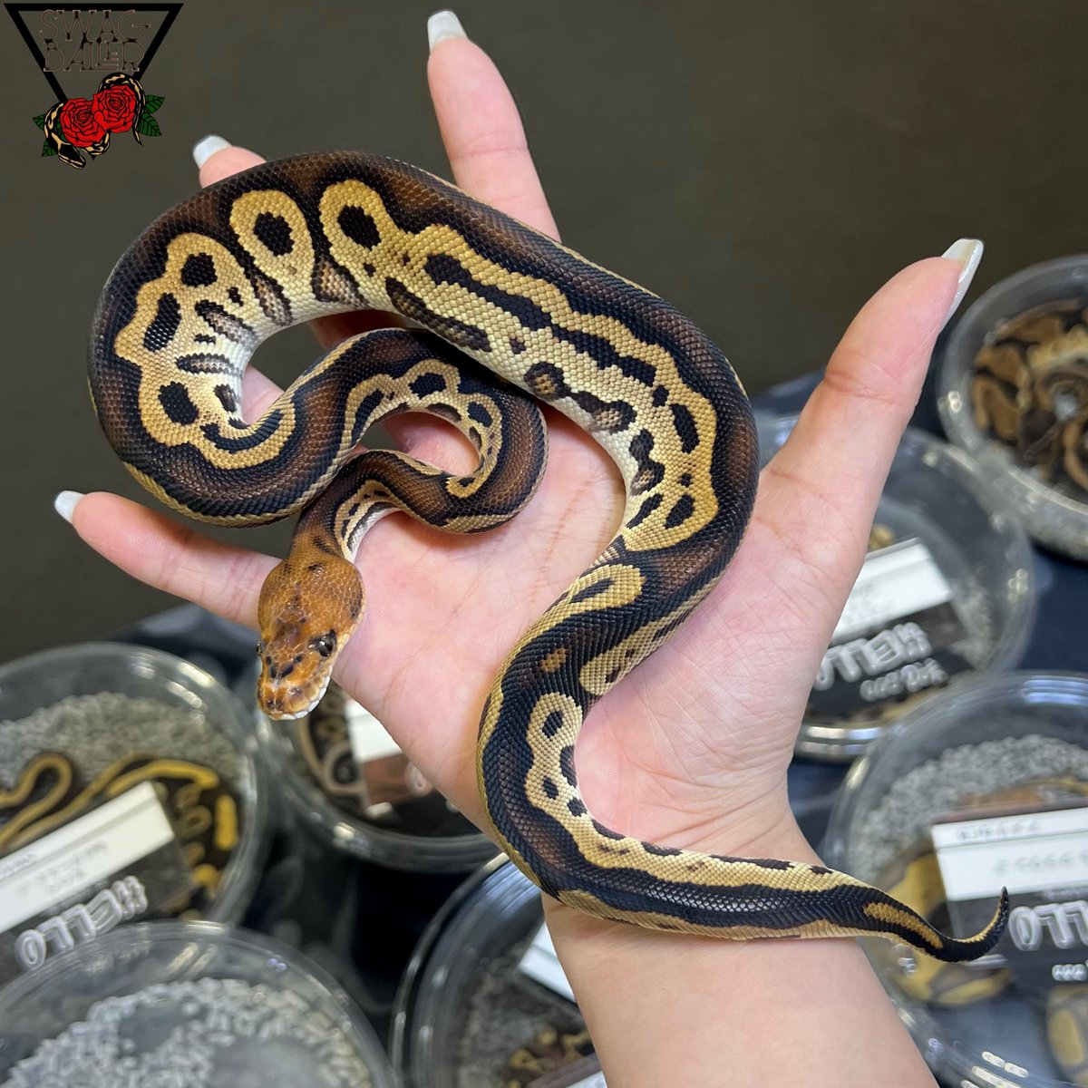 SWAG Baller tweet media