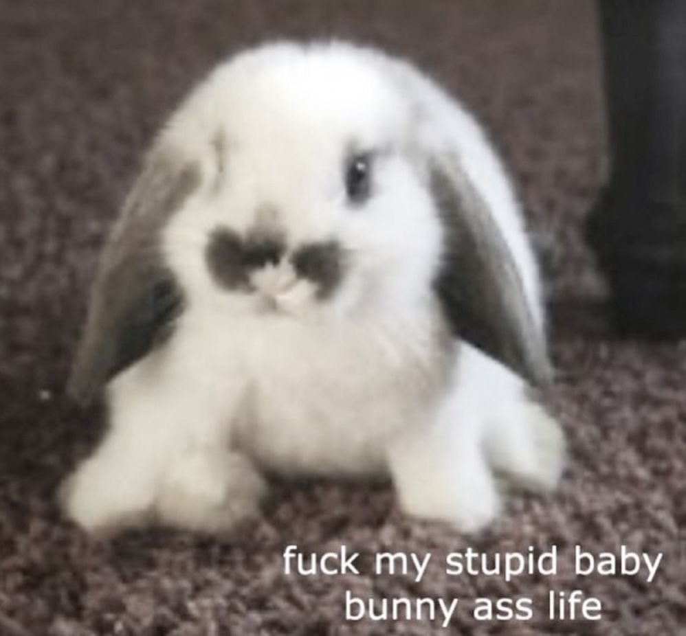 Bunni of shedtwt tweet media