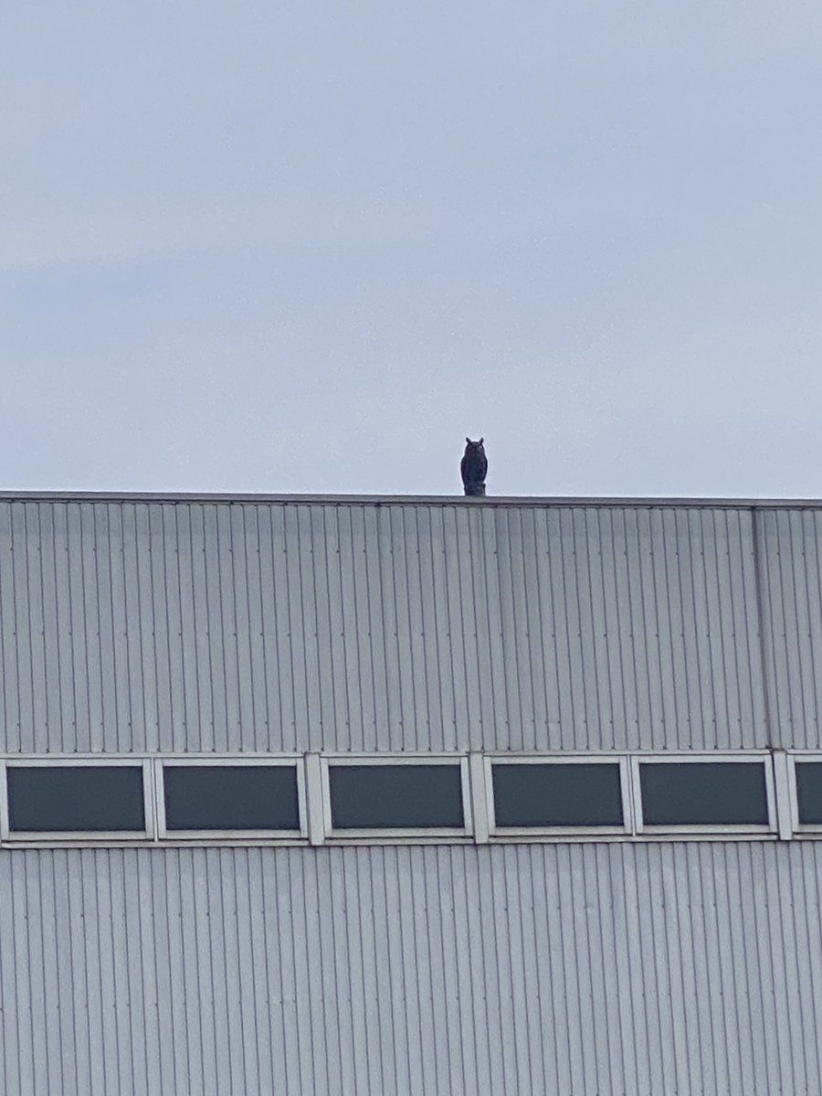 せつねこ🐈‍⬛ ¹⁹ tweet media