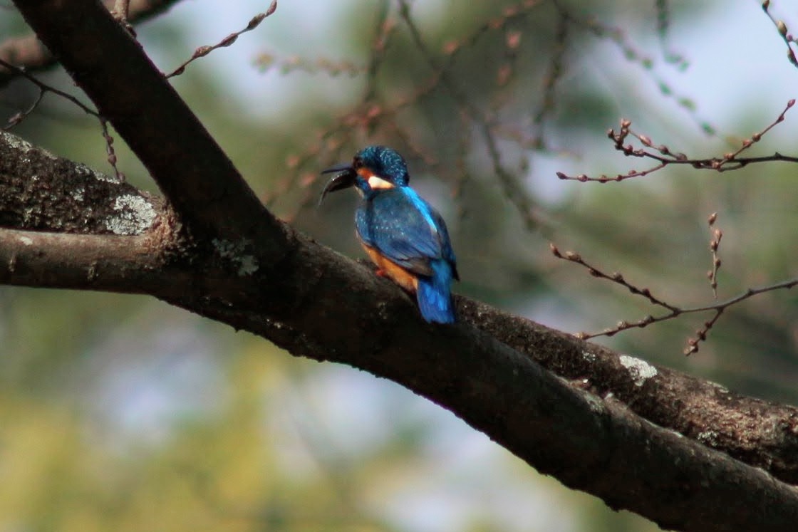 びくはて tweet media