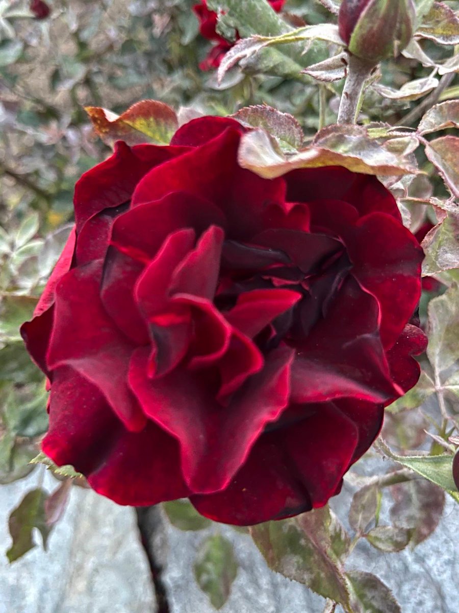 सुनहु भरत भावी प्रबल, 
बिलखि कहेउ मुनिनाथ।
हानि लाभु जीवनु मरनु, 
जसु अपजसु बिधि हाथ॥
आपका दिन शुभ हो।